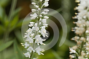 White garden speedwell flowers Veronica longifolia