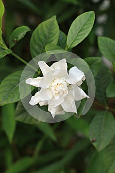 White Gardenia