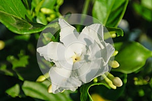 White Gardenia