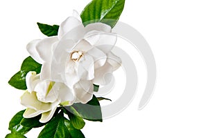 White Gardenia Blossom Isolated