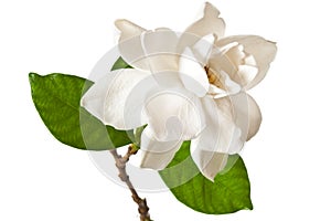 White Gardenia Blossom Isolated on White