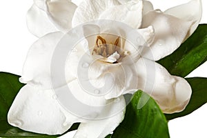 White Gardenia Blossom Isolated on White