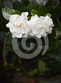 White gardenia flower