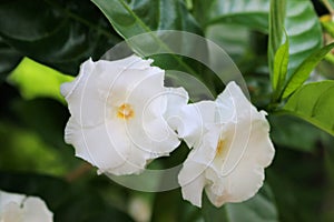 White Gardenia Flower