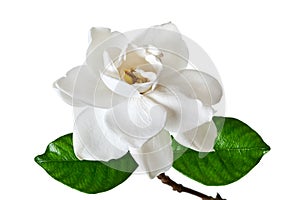 White Gardenia Flower Blossom