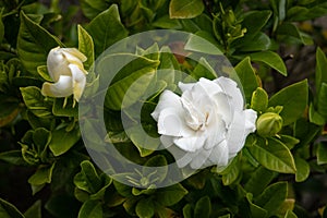 White gardenia flower in the garden