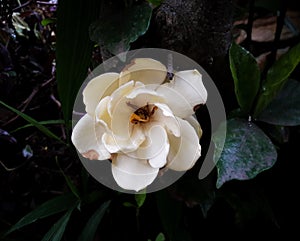 White gardenia flower plant full bloom yellow eye