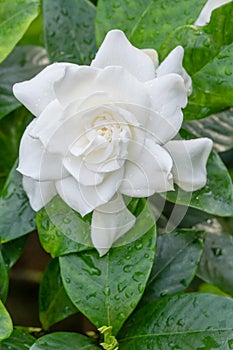 White Gardenia flower with shiny green leaves