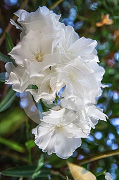 White gardenia flowers close-up