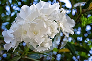 White gardenia flowers close-up