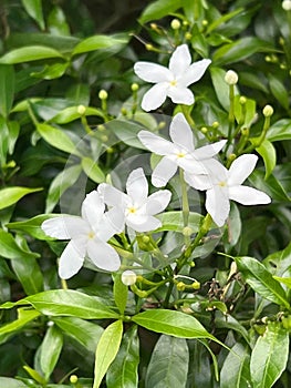 White Gardenia jasminoides flowers in the garden