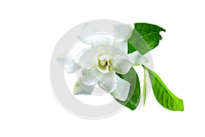 White gardenia (jasminoides,Gardenia jasmine) and green leaf is