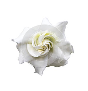 White gardenia jasminoides photo