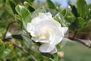 A white gardenia jasminoides plant
