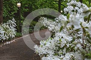 White gardenias in central park