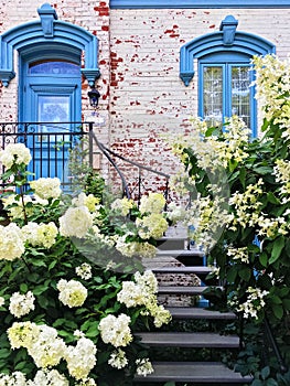 White gardenias decorating facade of a picturesque townhouse