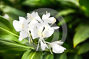 White Garland Lily, White Ginger Lily Hedychium Coronarium in Bloom with Green Leaves