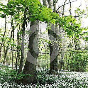 White garlic/allium ursinum Bratt woods Nunburnholme East Yorkshire England
