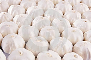 White garlic bulbs background