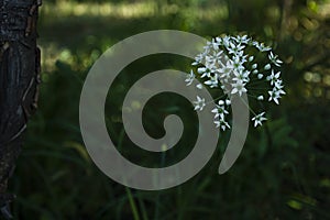 White garlic flowering heads of garlic, known as garlic, Chinese onion, oriental garlic, Chinese leek, blooming in autumn