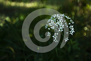 White garlic flowering heads of garlic, known as garlic, Chinese onion, oriental garlic, Chinese leek, blooming in autumn