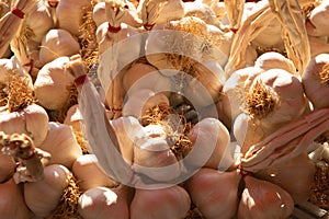 White garlic pile texture. Fresh garlic on market
