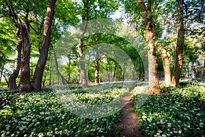 White garlic in spring forest with path, wild flowers