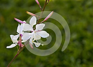 White Gaura flower with green background photo