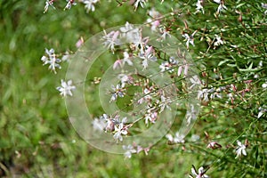White Gaura (Gaura lindheimeri ) flowers. Onagraceae perennial plants native to North America. T photo