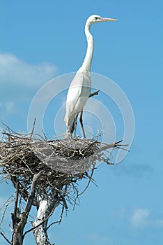White Gauze on his nest at Isla de los Pajaros