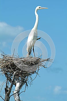 White Gauze on his nest at Isla de los Pajaros photo