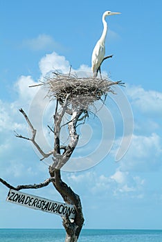 White Gauze on the nest at Isla de los Pajaros photo