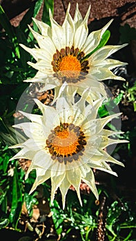 White Gazania rigens flower in garden