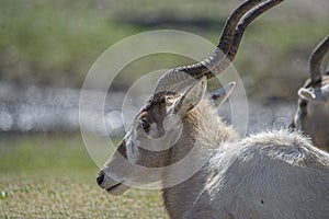 White gazelle