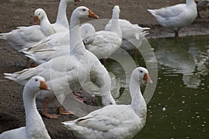 White geese - Anser anser domesticus