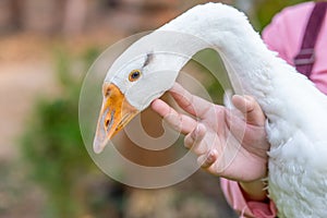 White geese attuned to people. And the farmer woman was holding and touching the goose's chin photo