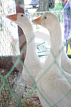 White geese in a cage