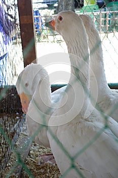 White geese in a cage