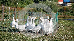 White geese in a cage in the countryside in the summer in the middle of greenery