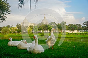 White geese at the Chimei Museum