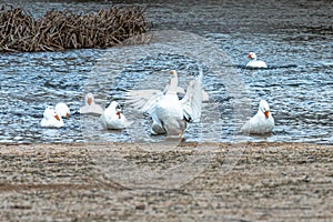 White geese coming out of the river on the sandy shore of an artificial beach with a goose flapping its wings