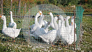 White geese create noise and cackling in the countryside in the summer in the middle of greenery