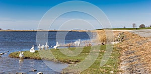 White geese on the dike at the IJsselmeer lake in Makkum