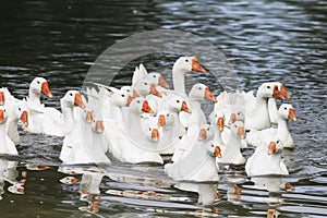 White geese and ducks swim and dive in the pond