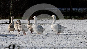 White geese dutch winter landscape