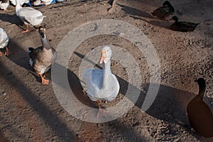 White geese on the farm outside the fence