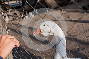 White geese on the farm outside the fence