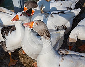 White geese, farmyard goose in grass