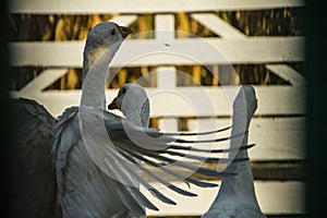 White geese flap their wings