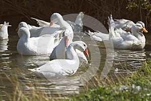 White geese fun splashing in the pond in the village